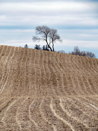 Tracking The Tree