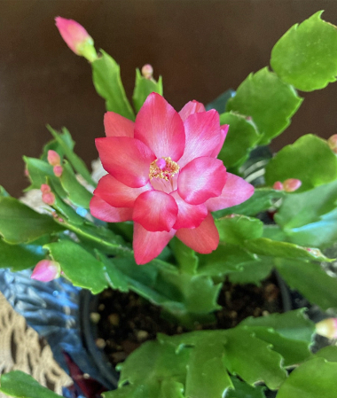 Christmas Cactus