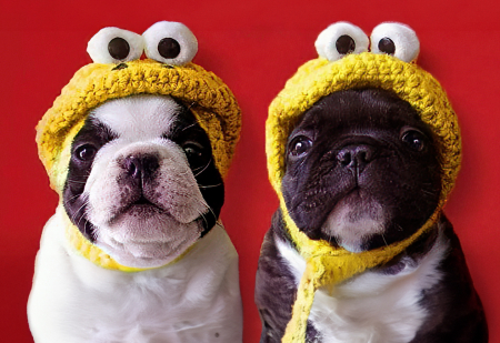TREATS FOR SURE!