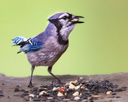 Blue Jay