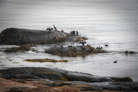 Gathering on the Gloucester Coast
