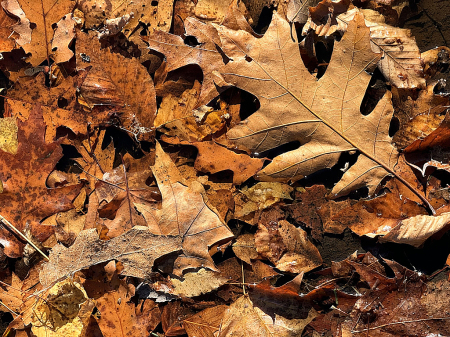 Fall Leaves