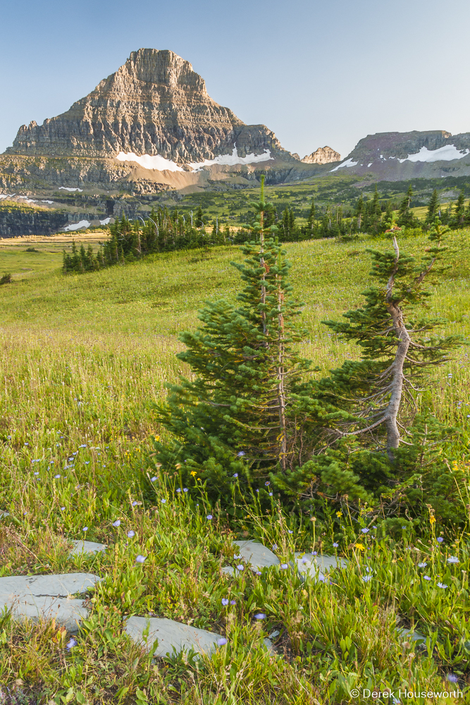 Subapline Fir Trees at Logan Pass