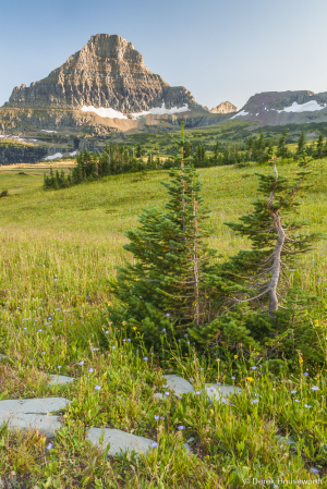 Subapline Fir Trees at Logan Pass