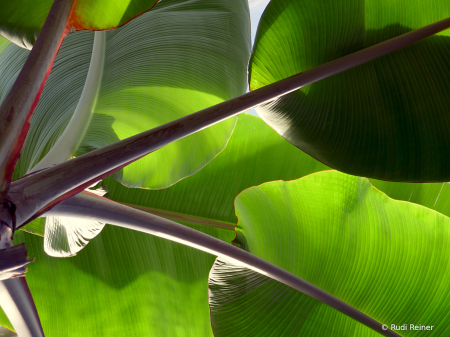Under the leaves