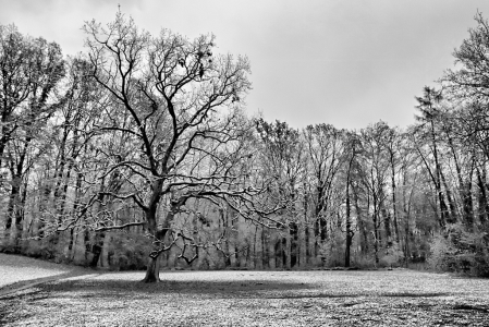 First Snow