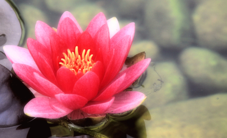 pink lotus