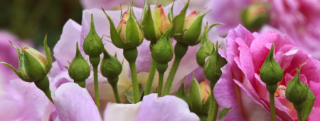 garden of rose buds