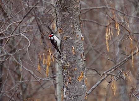 Downy Woodpecker in December Woods