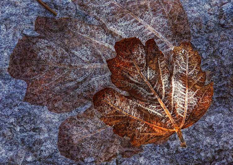 Fallen Leaf