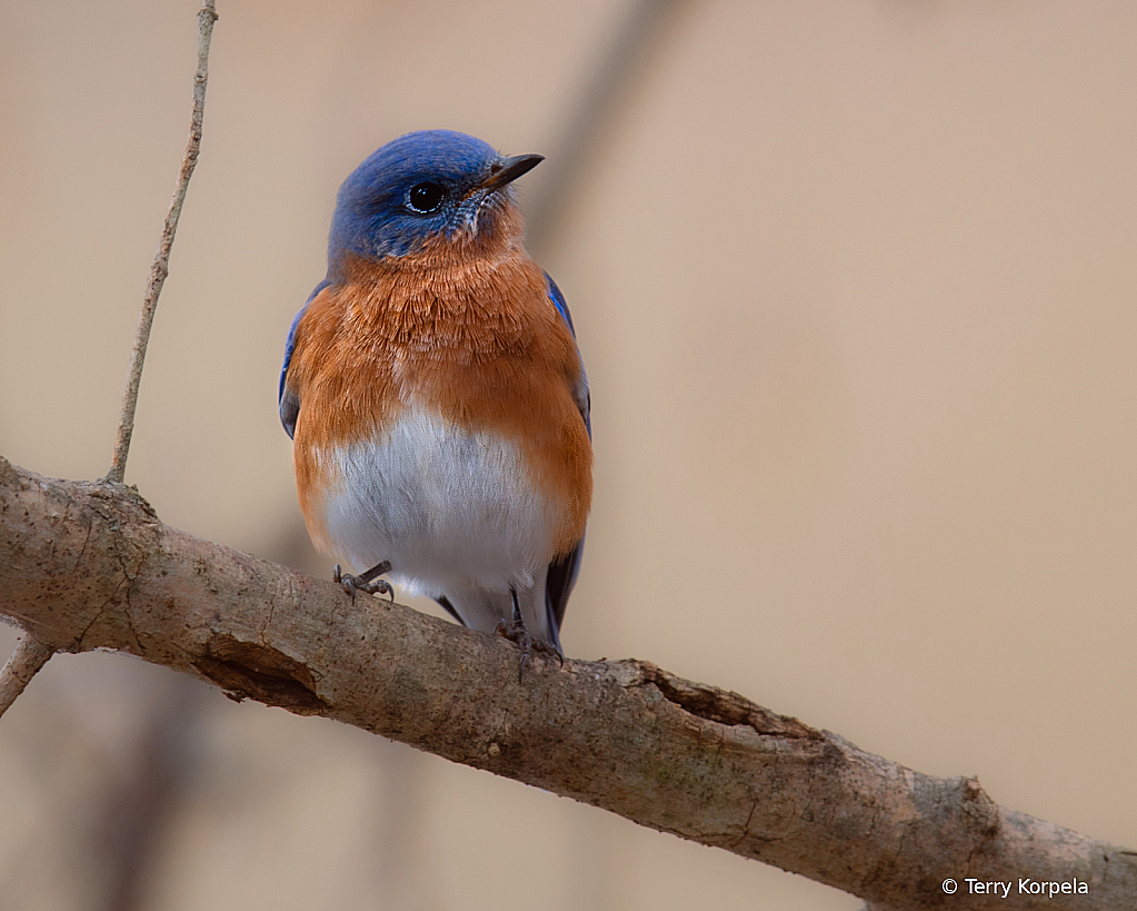 Eastern Bluebird - ID: 16087722 © Terry Korpela