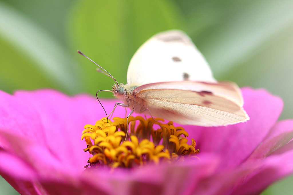 Cabbage White