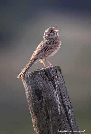 Vesper Sparrow Singing In Tune