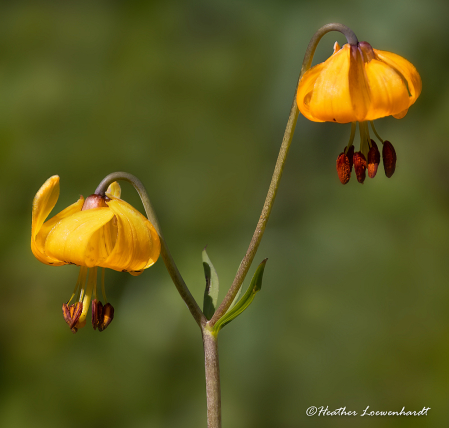 Columbia Lily