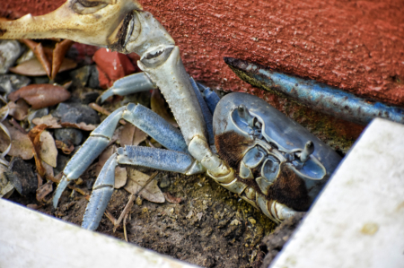 A HUGE CRAB