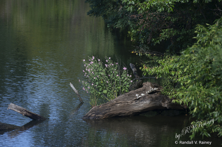 Quiet Water flowers...