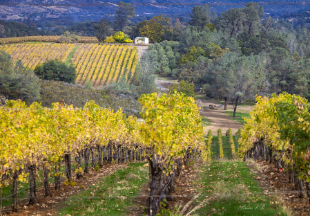 Rows upon rows of vineyard