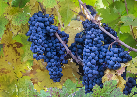 Grapes - very late harvest