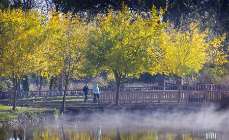 A fall walk in the fog