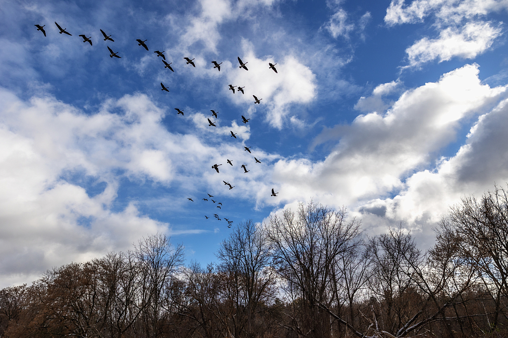 Flight Over the Canal