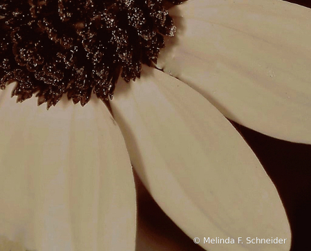 Rudbeckia 