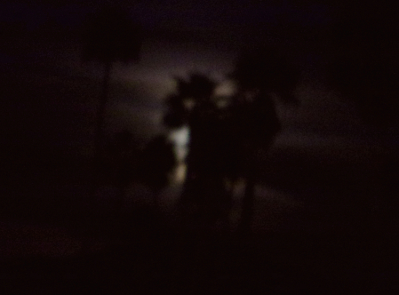 Nature's Beauty #1