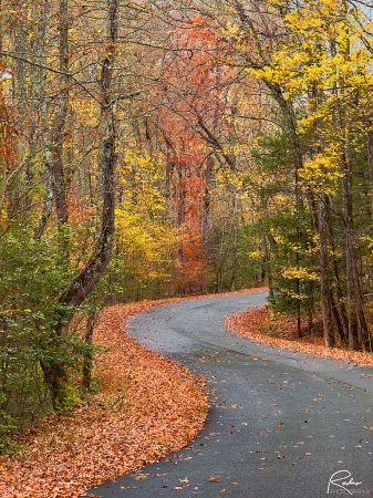 Winding Autumn Road