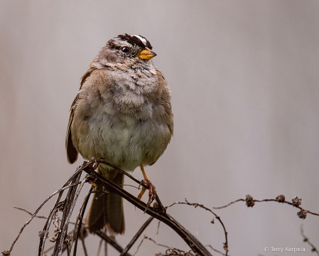 White-crowned Sparrow