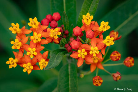 Milkweed