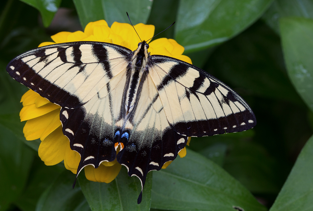 Eastern Tiger Swallowtail 