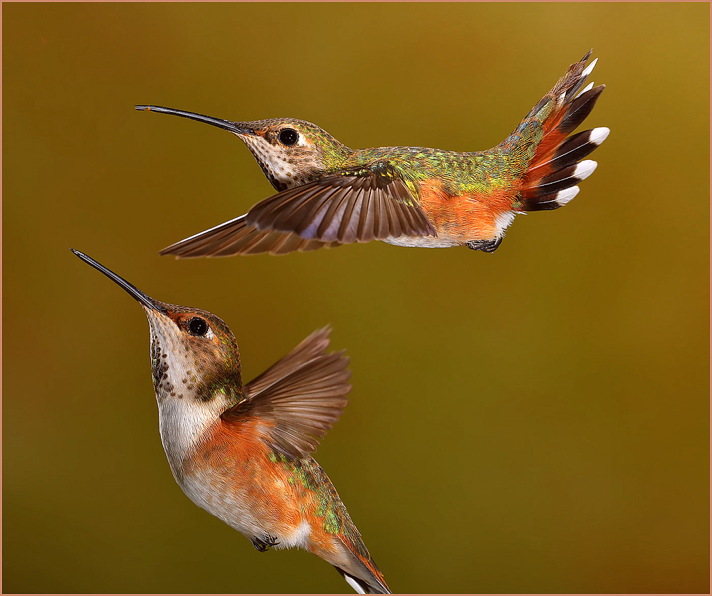 Hummingbirds