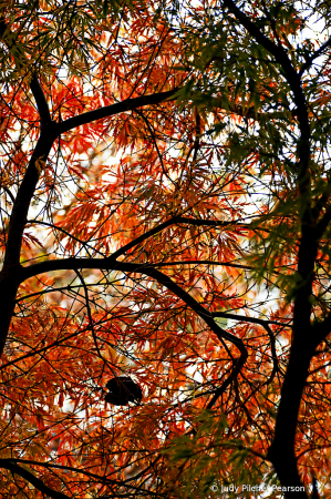 framing Fall....