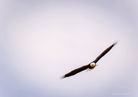 "Fly Like An Eagle"