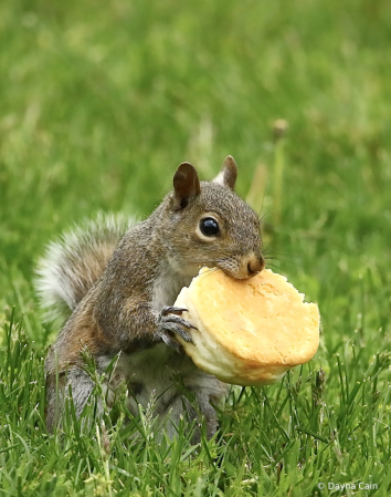 Biscuit Eater