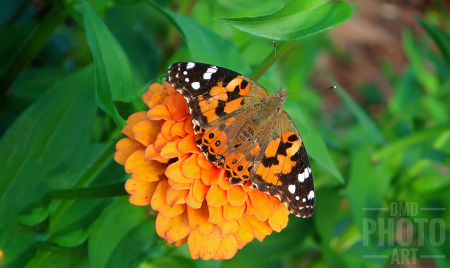 ~ ~ ORANGE BEAUTY ~ ~ 