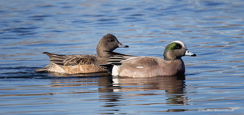 American Wigeon Couple