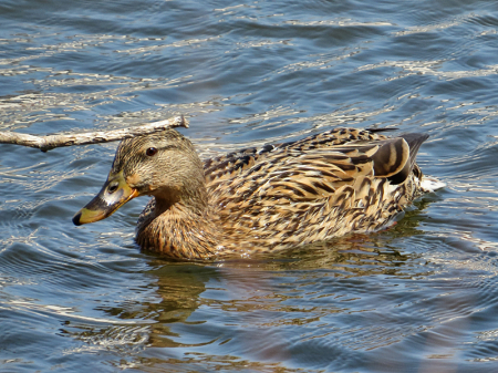 Duck