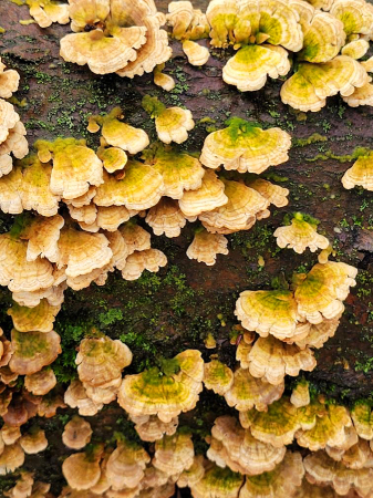 Fungi