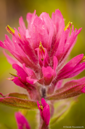 Alpine Paintbrush