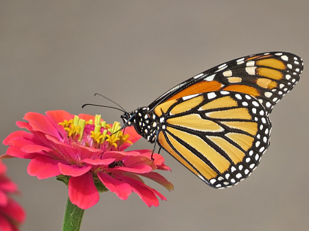 Monarch