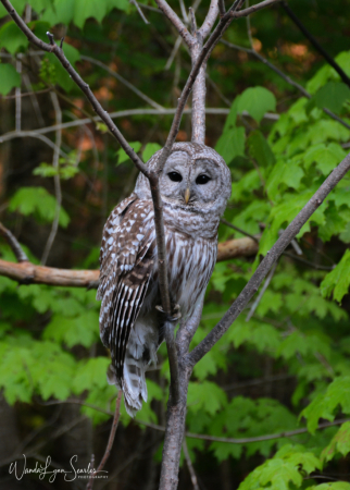 Barred Owl