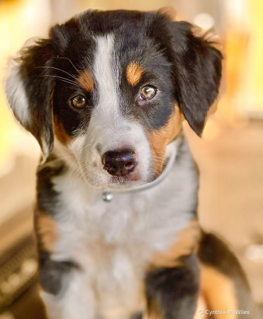 Puppy Luna