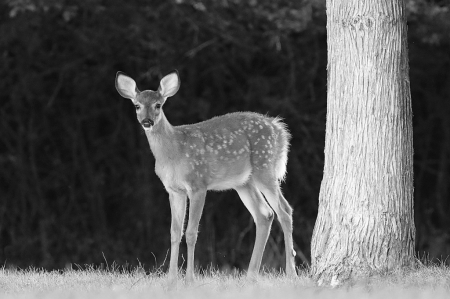 Fawn B&W