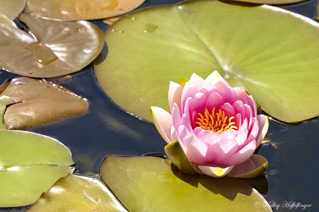 Miss Pink Lily - ID: 16088325 © Kelley J. Heffelfinger