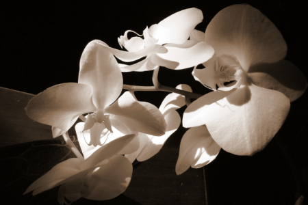 Graceful Orchid