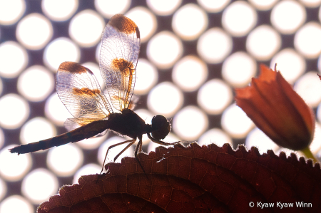 Light and Shadow 