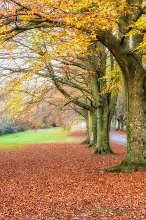 Late Autumn Trees