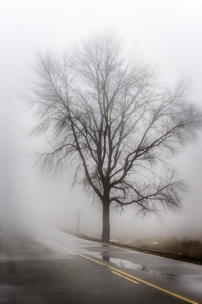 Foggy Tree