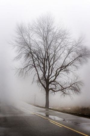 Foggy Tree
