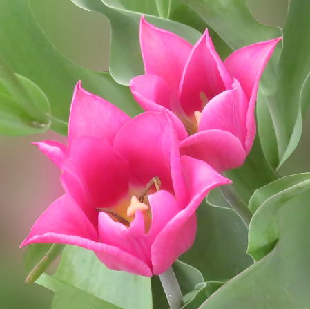 Soft Pink